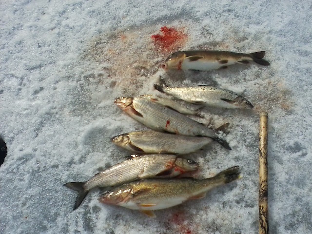 fish